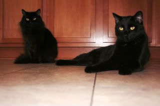 IMAGE: http://i1199.photobucket.com/albums/aa461/bbrengman/989.jpg