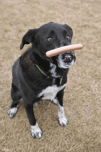 Moving-picture-dog-flips-hot-dog-on.gif