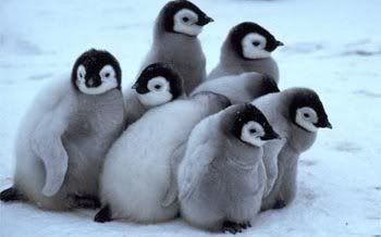 Pictures Baby Penguins on 1304099220480 Cute Baby Penguin5 37646 Baby Penguin Video 2011