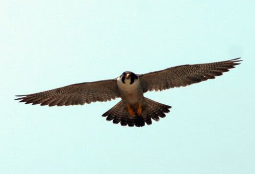 peregrine falcon diving. The Peregrine Falcon was used