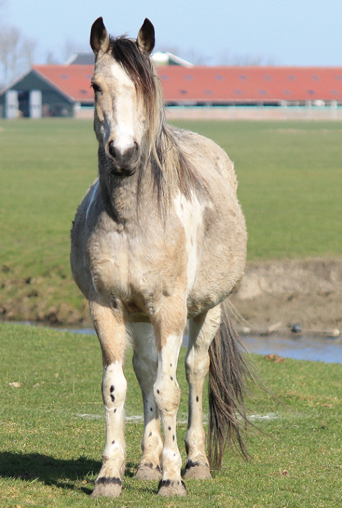Afbeelding