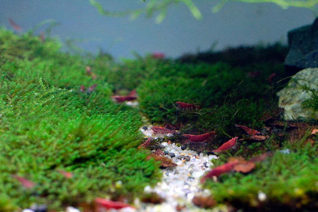 Bán 1 ít tép RC giá rẻ, tặng bèo Nhật - 1