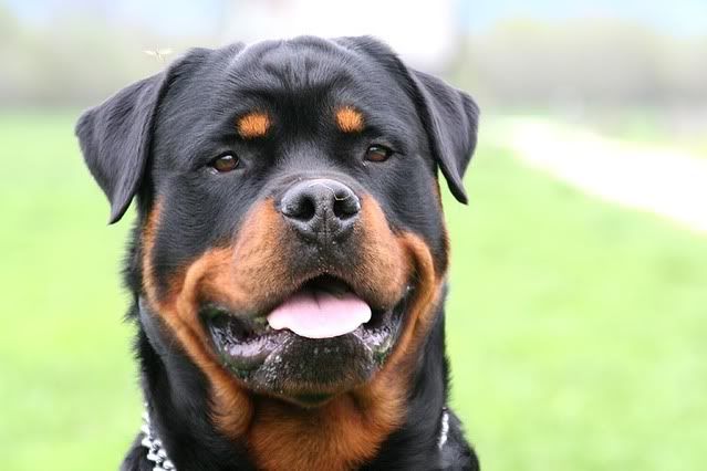 Rottweiler-Head.jpg
