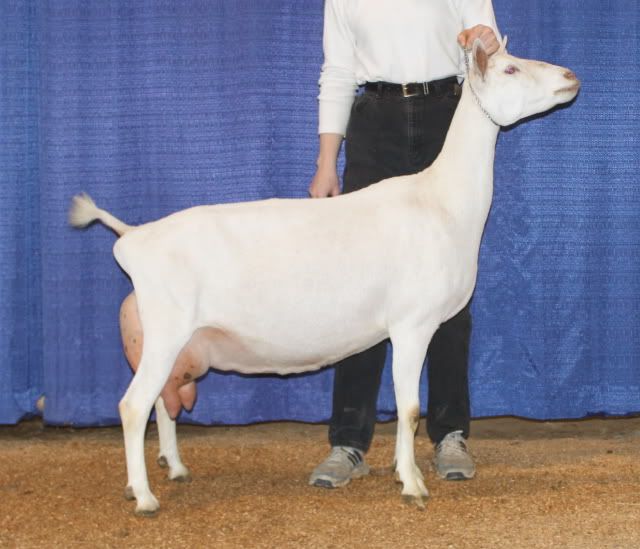 For Sale and Wanted - Goats