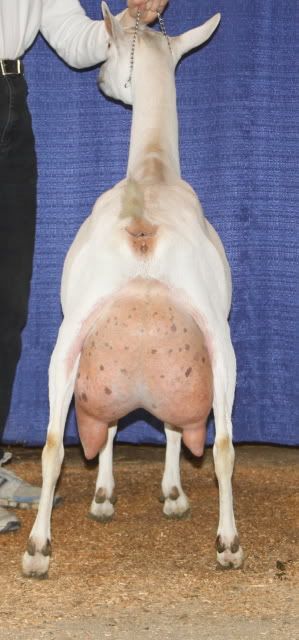 For Sale and Wanted - Goats