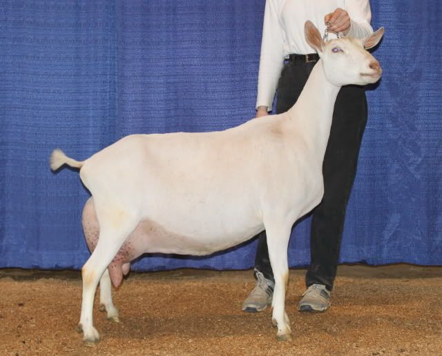 Picture of Tatsinda - Goats