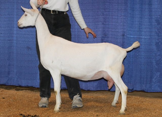 For Sale and Wanted - Goats