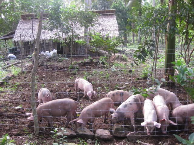 Modified P.I.G.S. Baboyang Walang Amoy, Feeds/Marketing Solutions