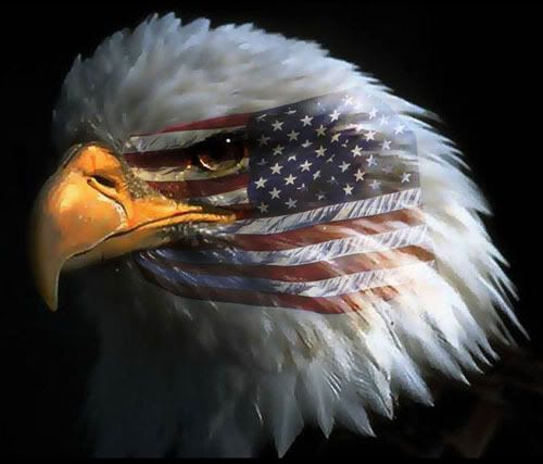 American Bald Eagle Pictures, Images and Photos
