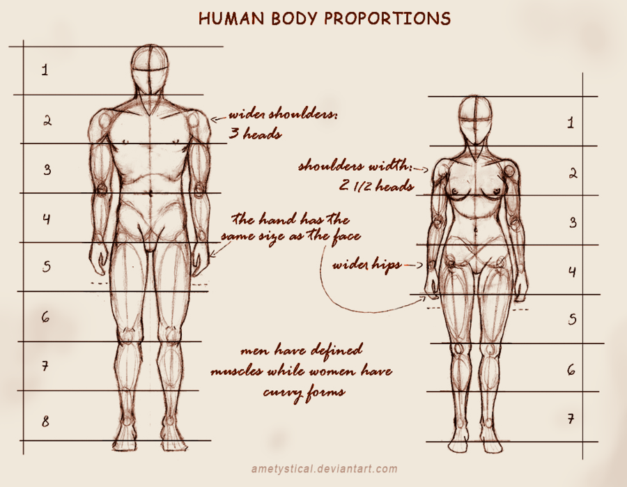  photo human_body_proportions__male_and_female__by_ametystical-d609pik_zps3legh9qt.png