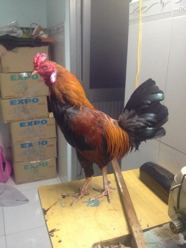 gà tre mới úp liên tục cho ae chơi nè .................Q bình tân .................. - 1