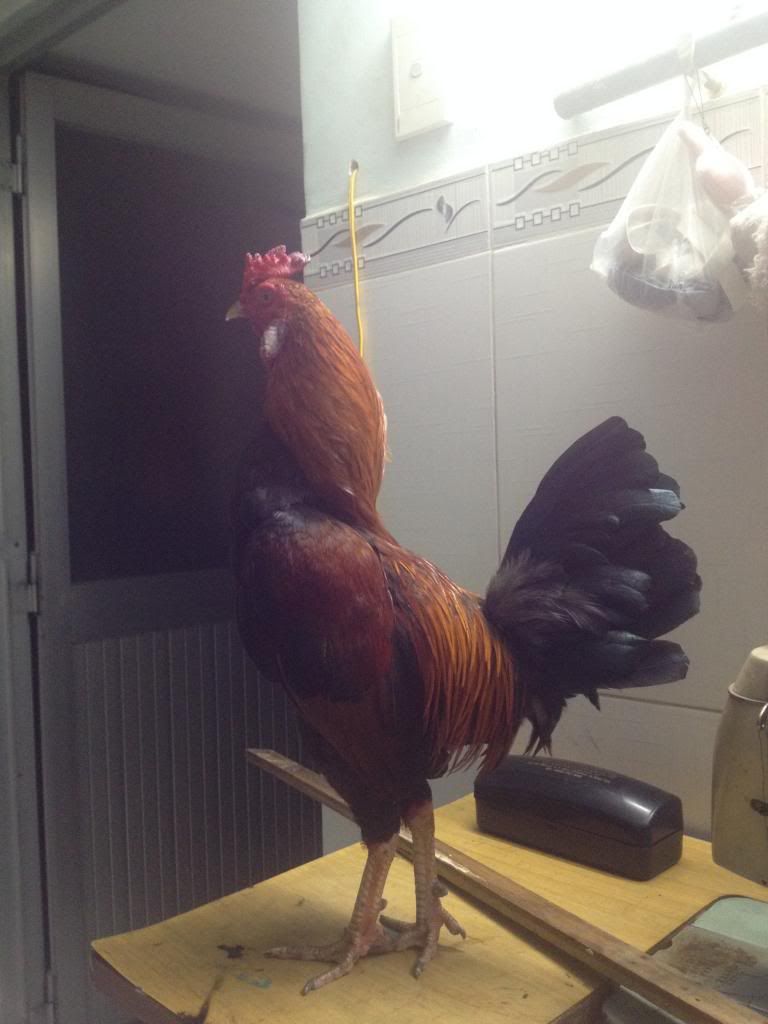 gà tre mới úp liên tục cho ae chơi nè .................Q bình tân .................. - 2