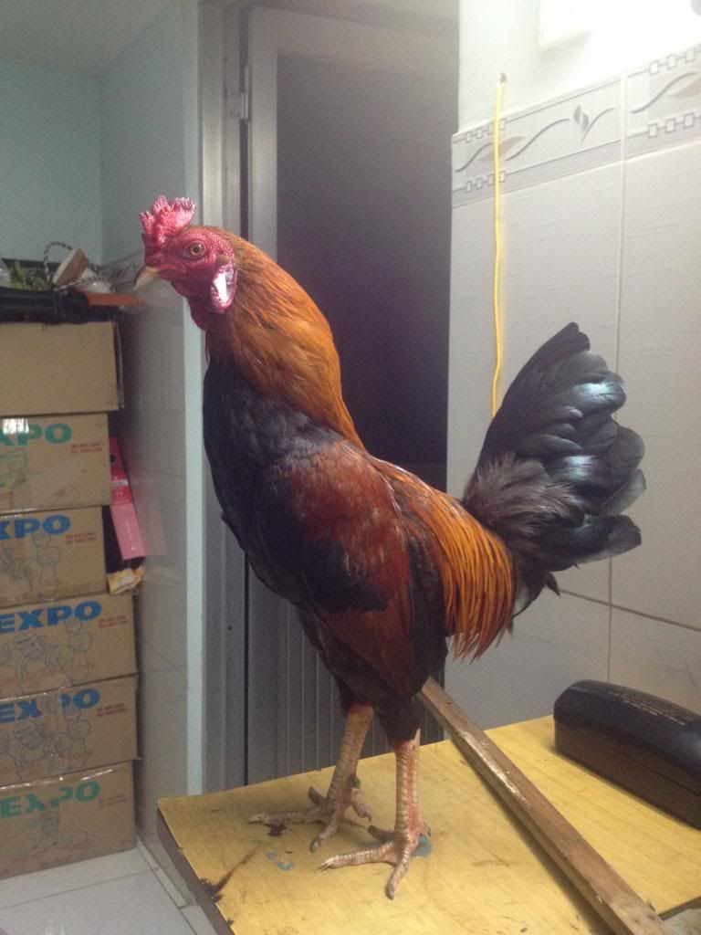 gà tre mới úp liên tục cho ae chơi nè .................Q bình tân .................. - 3