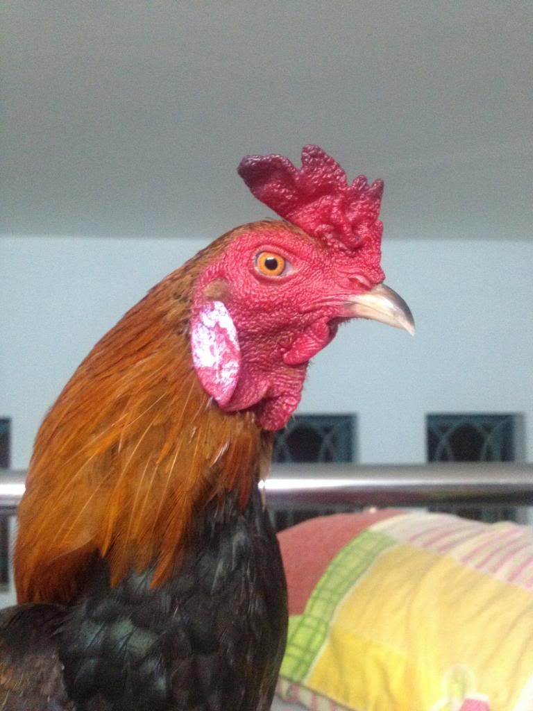 gà tre mới úp liên tục cho ae chơi nè .................Q bình tân .................. - 4