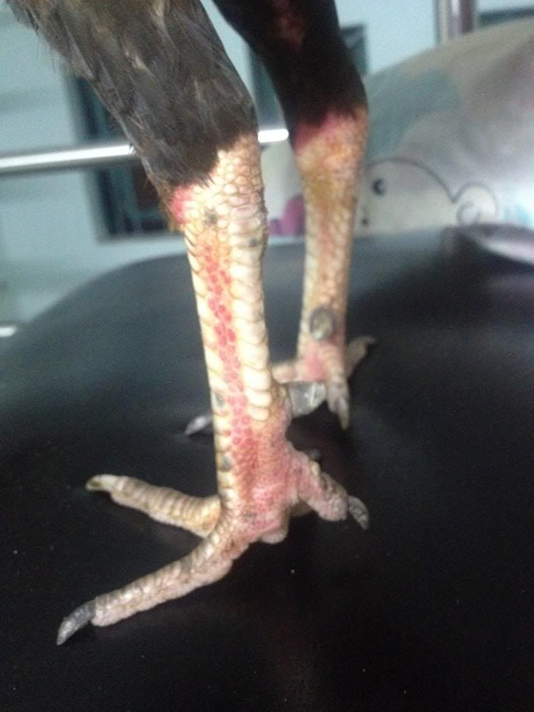 gà tre mới úp liên tục cho ae chơi nè .................Q bình tân .................. - 6