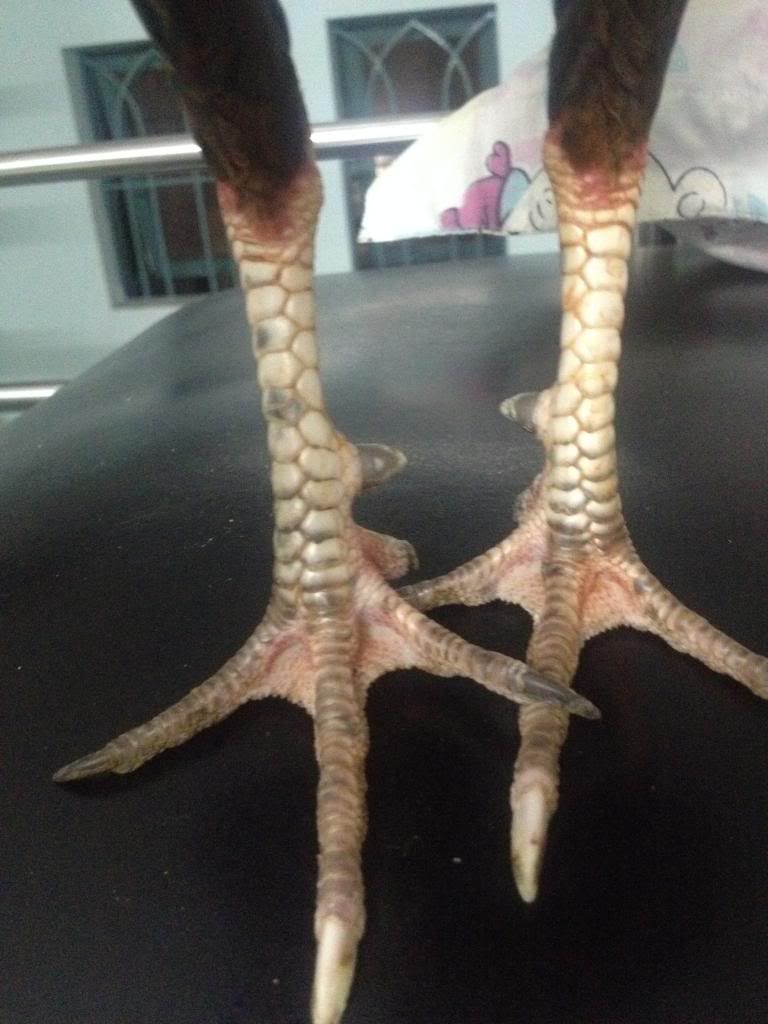 gà tre mới úp liên tục cho ae chơi nè .................Q bình tân .................. - 5