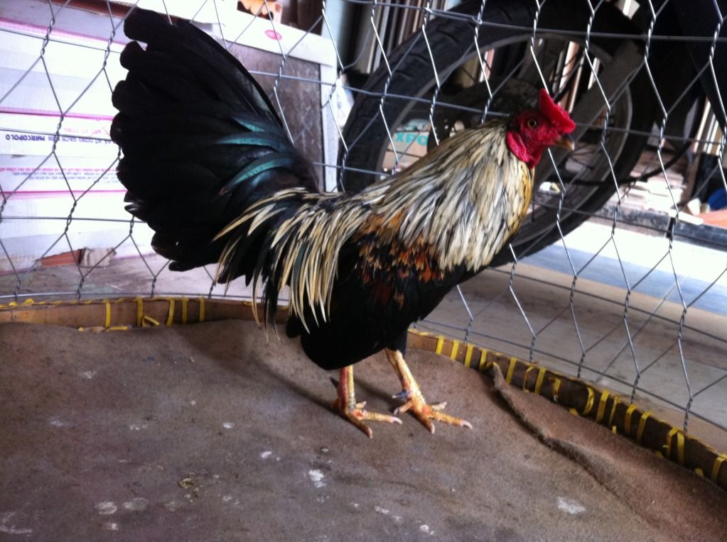 gà tre hàng đi đấu quận .........