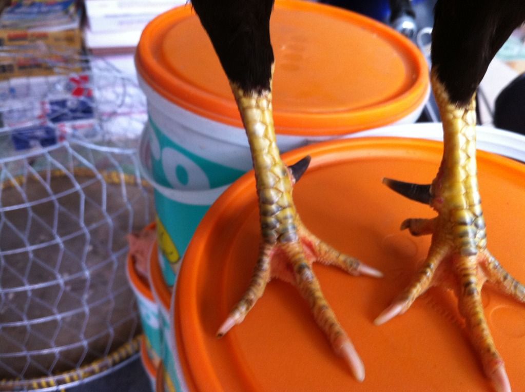 gà tre hàng đi đấu quận ......... - 2