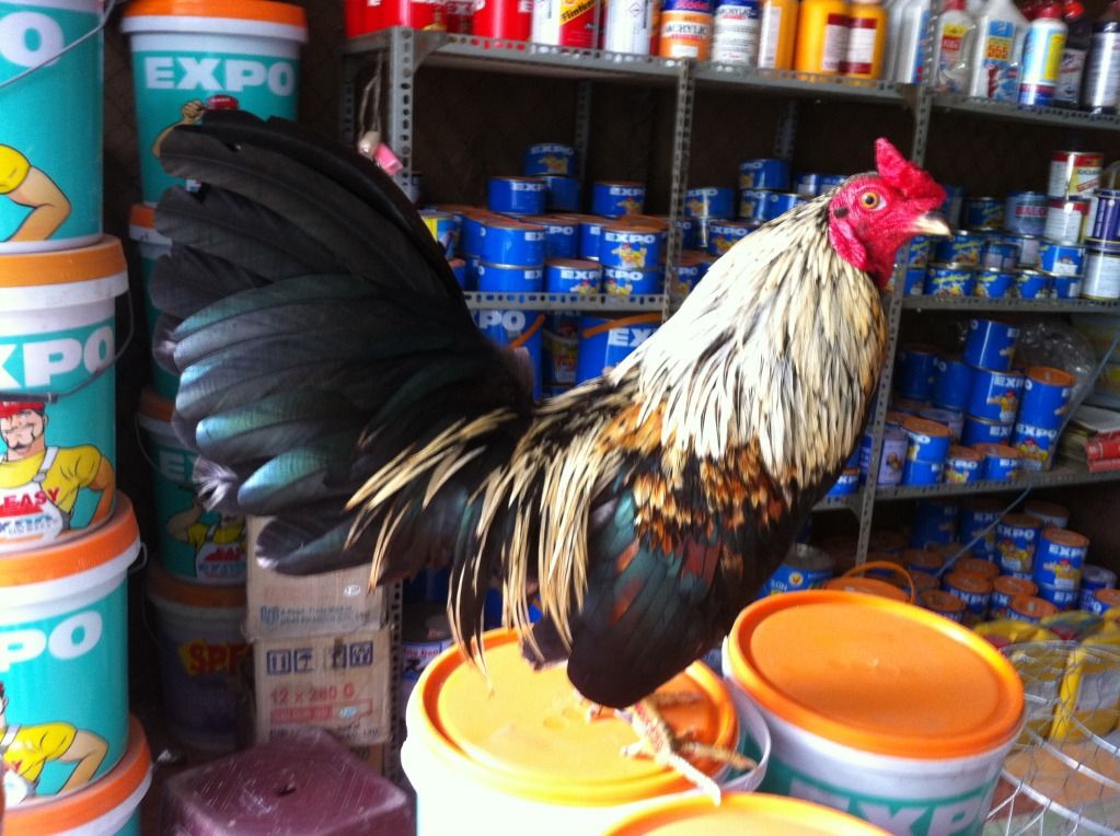 gà tre hàng đi đấu quận ......... - 1