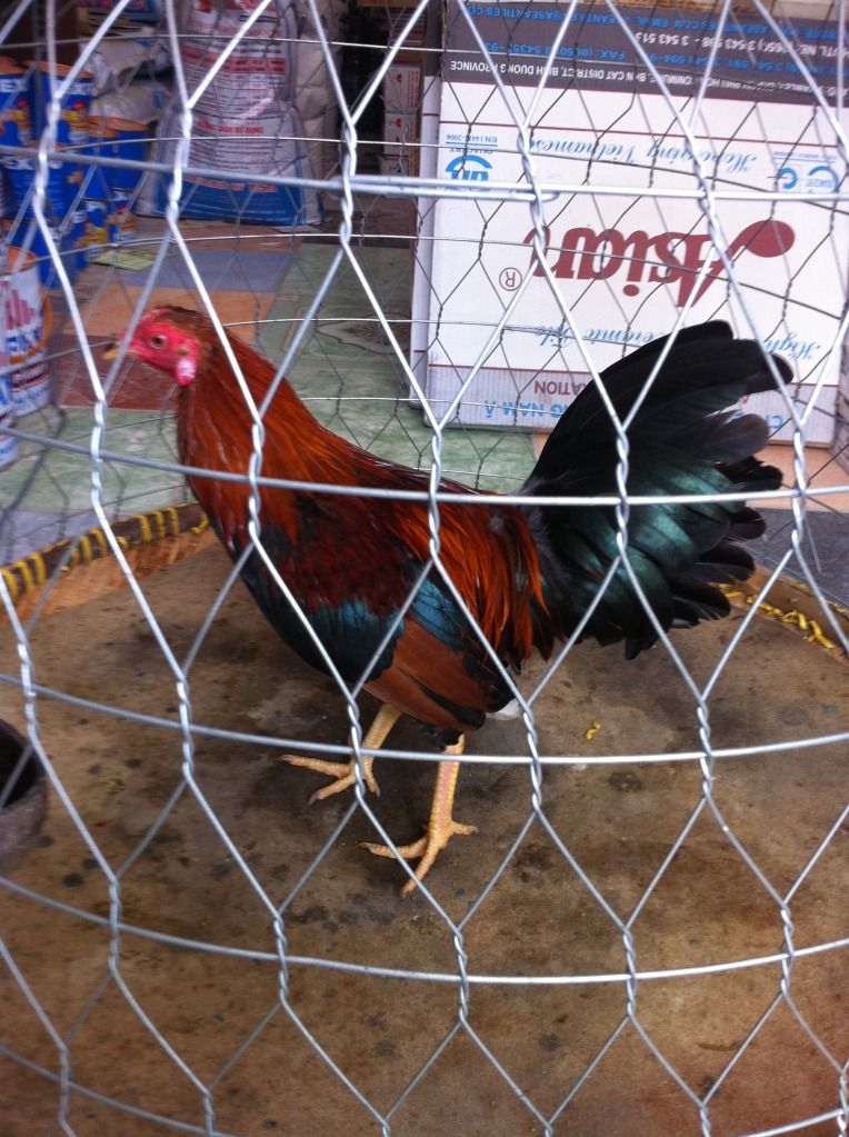 gà tre hàng đi đấu quận ......... - 3