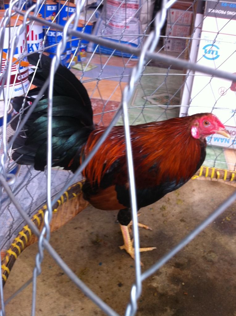 gà tre hàng đi đấu quận ......... - 4