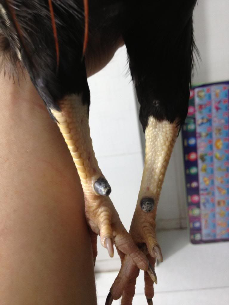 gà tre hàng đi đấu quận ......... - 7