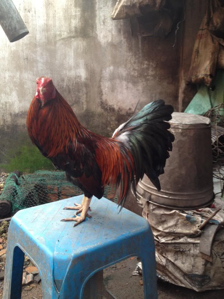 gà tre hàng đi đấu quận ......... - 6