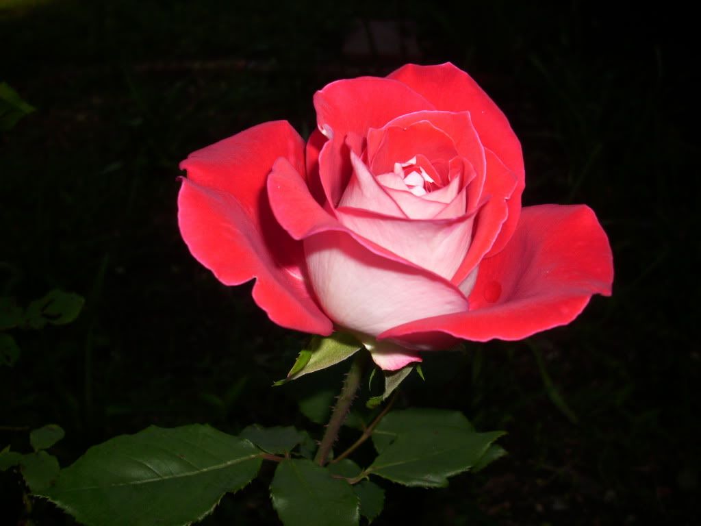 Cherry Parfait Rose Pictures, Images and Photos