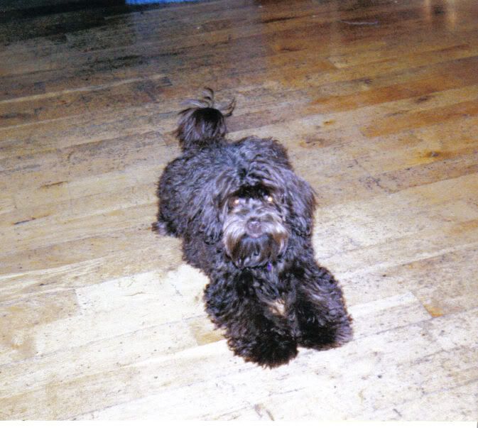 White+shih+tzu+poodle+mix