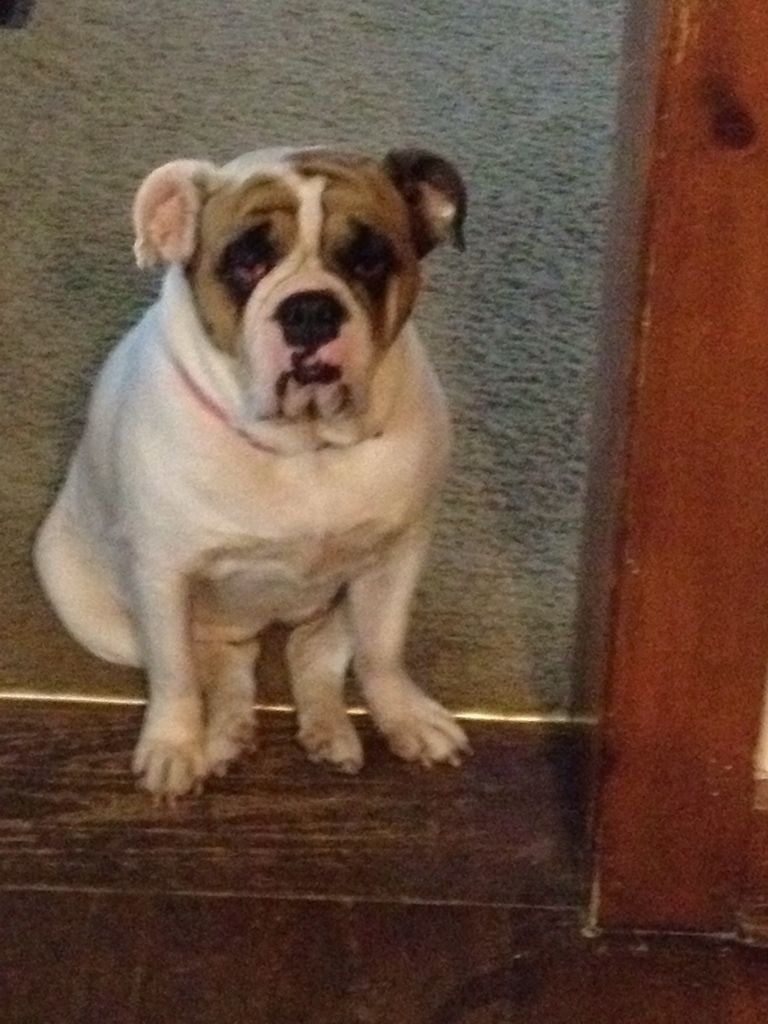 english bulldog no nose rope