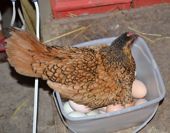10roseontoomanyeggs.jpg