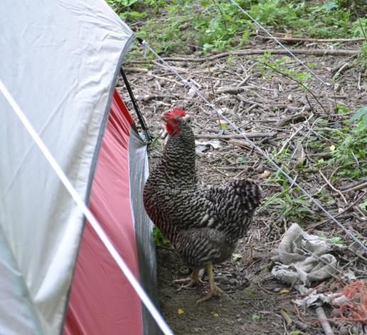 17campingwithchickens1.jpg