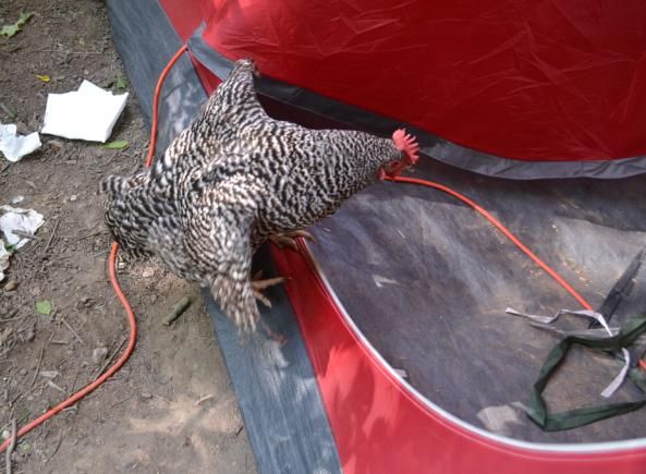 17campingwithchickens21.jpg