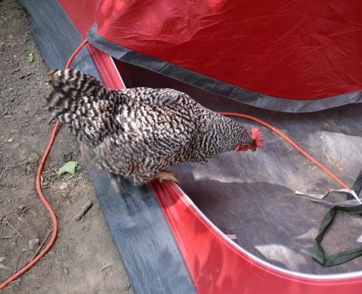 17campingwithchickens22.jpg
