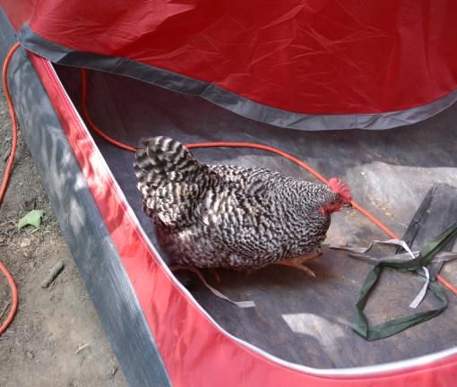 17campingwithchickens23.jpg
