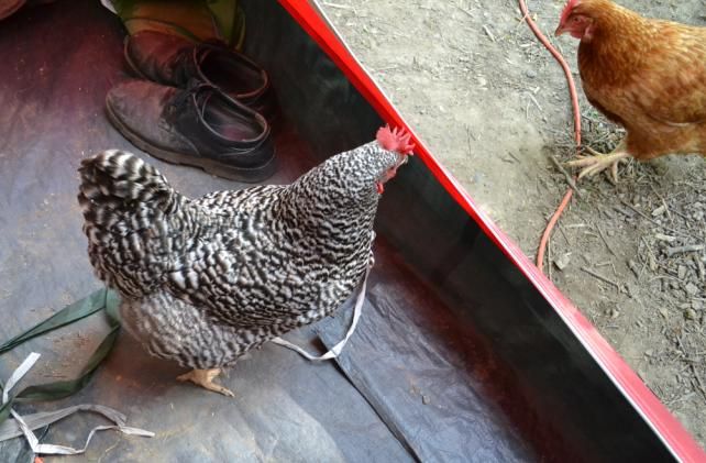 17campingwithchickens3.jpg
