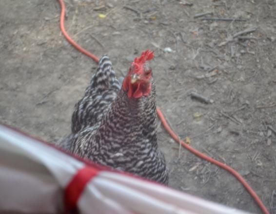 17campingwithchickens4.jpg