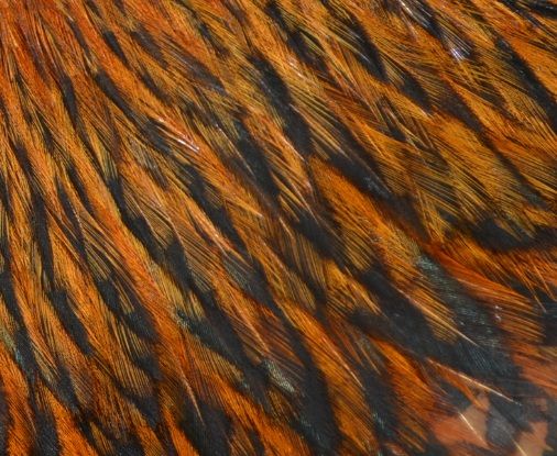 23feathercloseupani.jpg