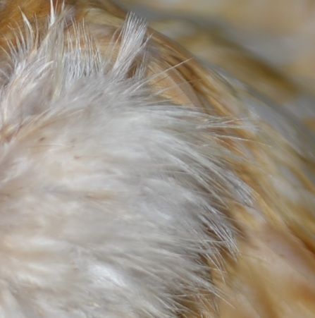 23feathercloseupbetty.jpg