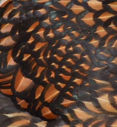 23feathercloseupraven.jpg