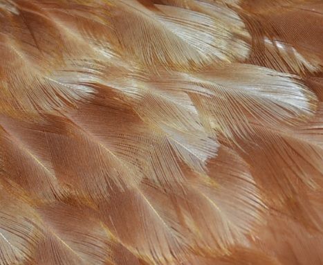 23feathercloseupskua.jpg
