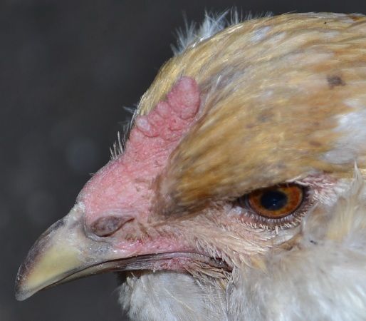 24combcloseupbetty.jpg