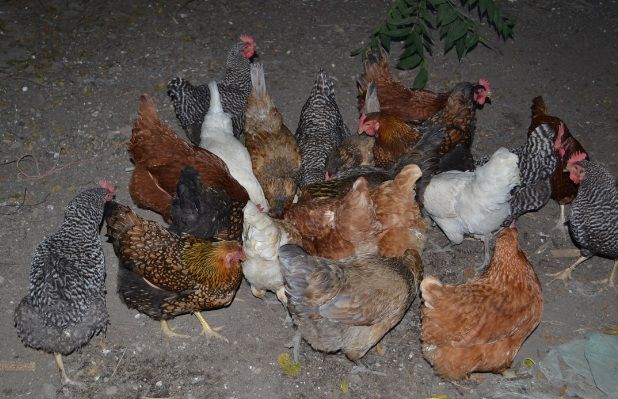 31chickenswarm.jpg