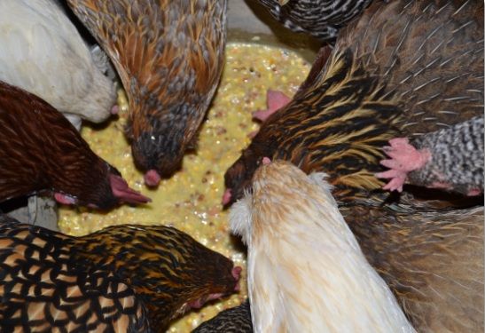 31chickenswarm2.jpg