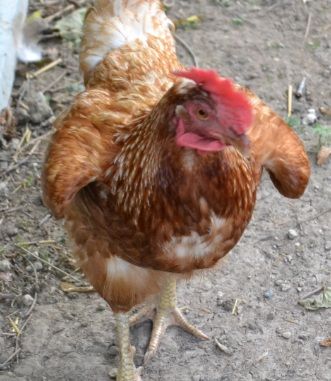 3wattleactionblizz.jpg