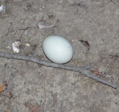 60anoddegg.jpg