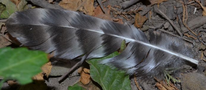 74lostfeathers2.jpg