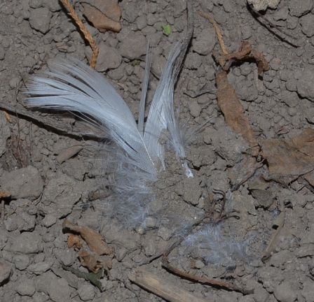 74lostfeathers3.jpg