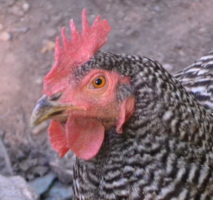 76birdeye.jpg