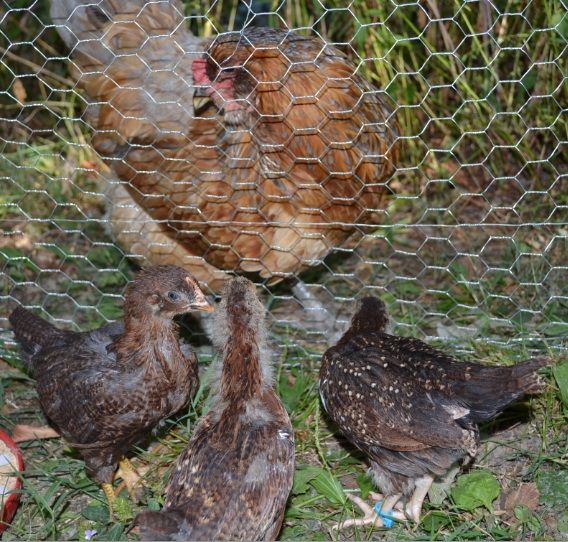 cubpreeningwiththechicks.jpg